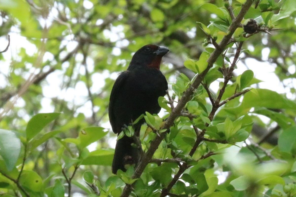 Lesser Antillean Bullfinch - ML640828439