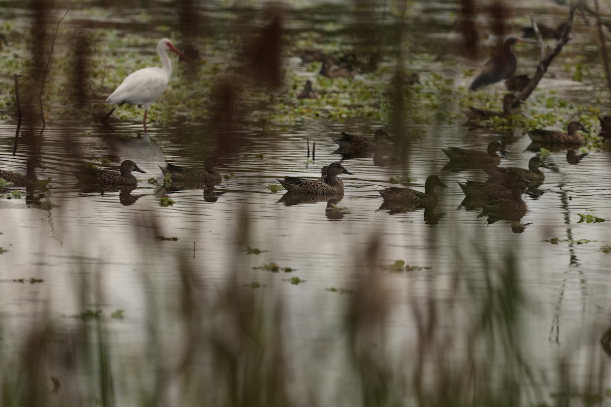 Blue-winged Teal - ML640828446