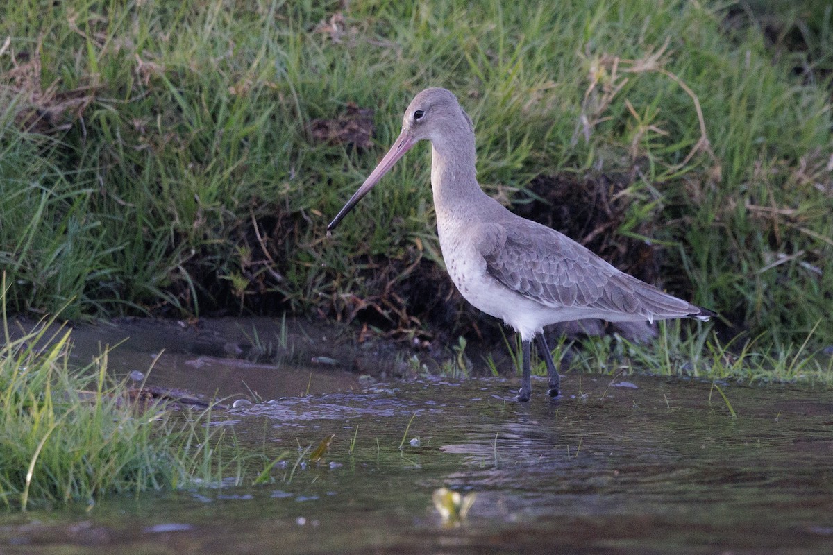 Black-tailed Godwit - ML640828468