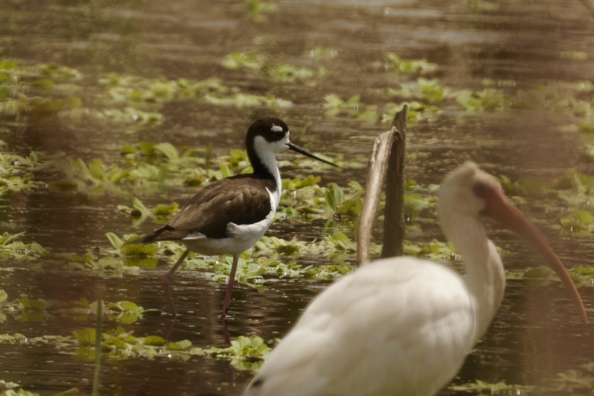 Black-necked Stilt - ML640828473