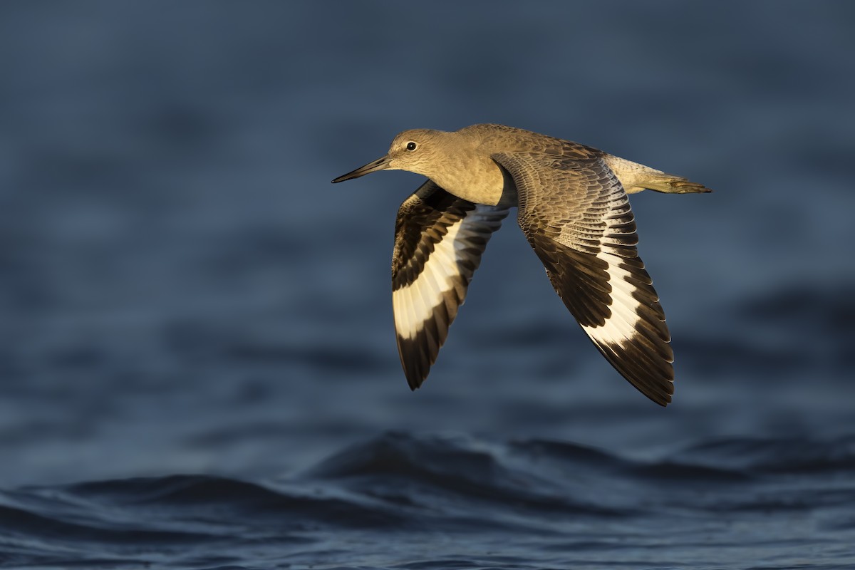 Willet - ML640828474
