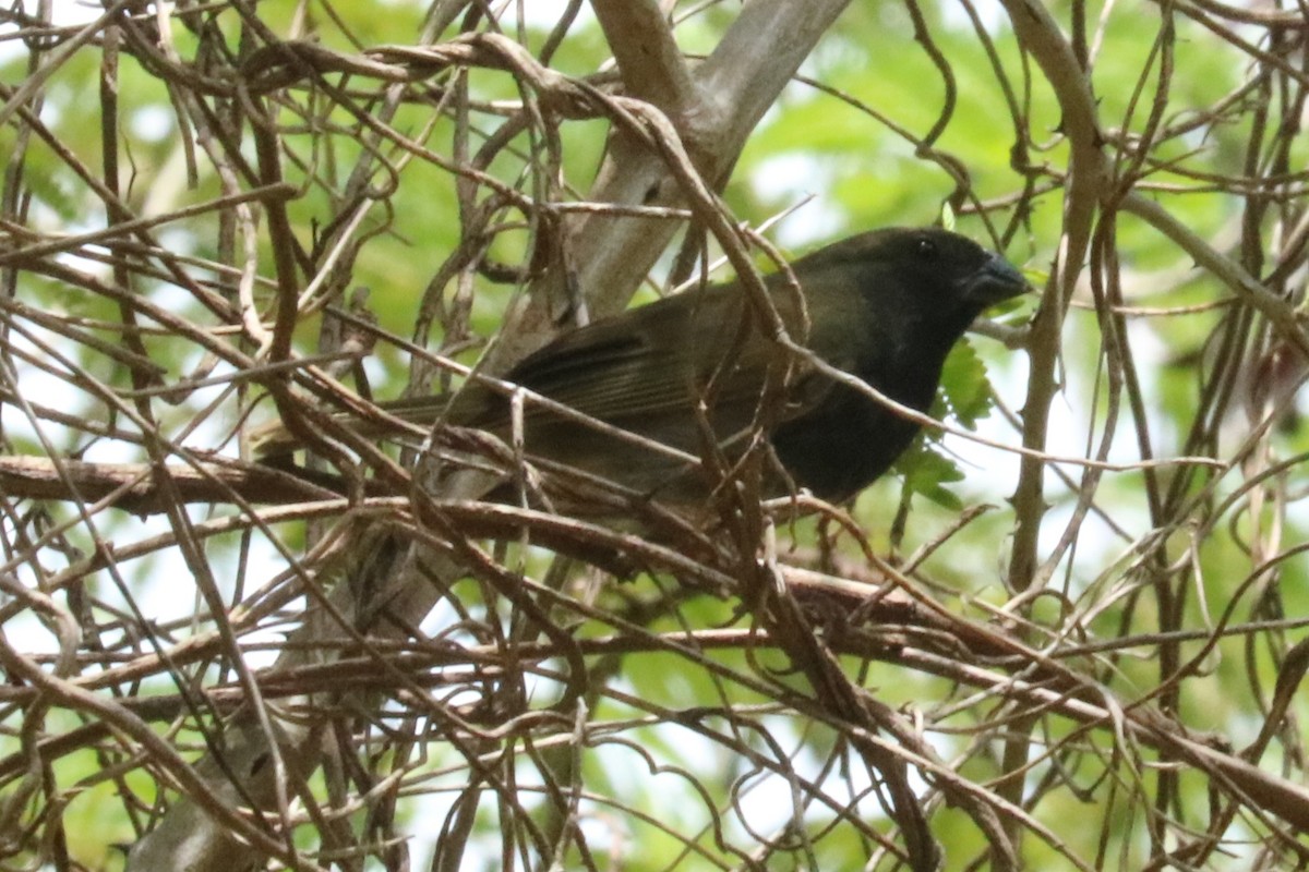 Black-faced Grassquit - ML640828475