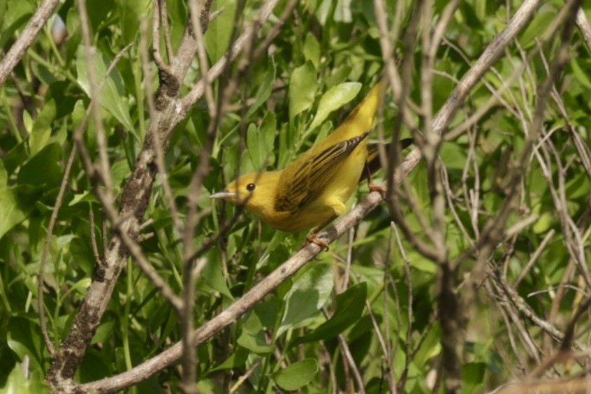 Yellow Warbler - ML640828505