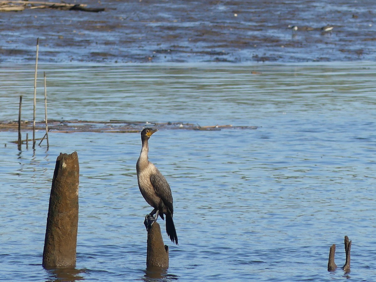 Double-crested Cormorant - ML640828511