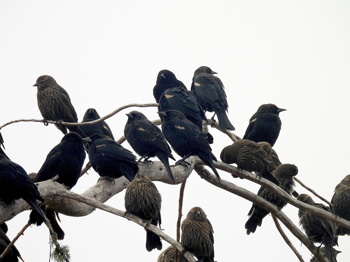 Tricolored Blackbird - ML640828522