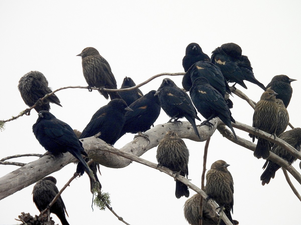 Tricolored Blackbird - ML640828523