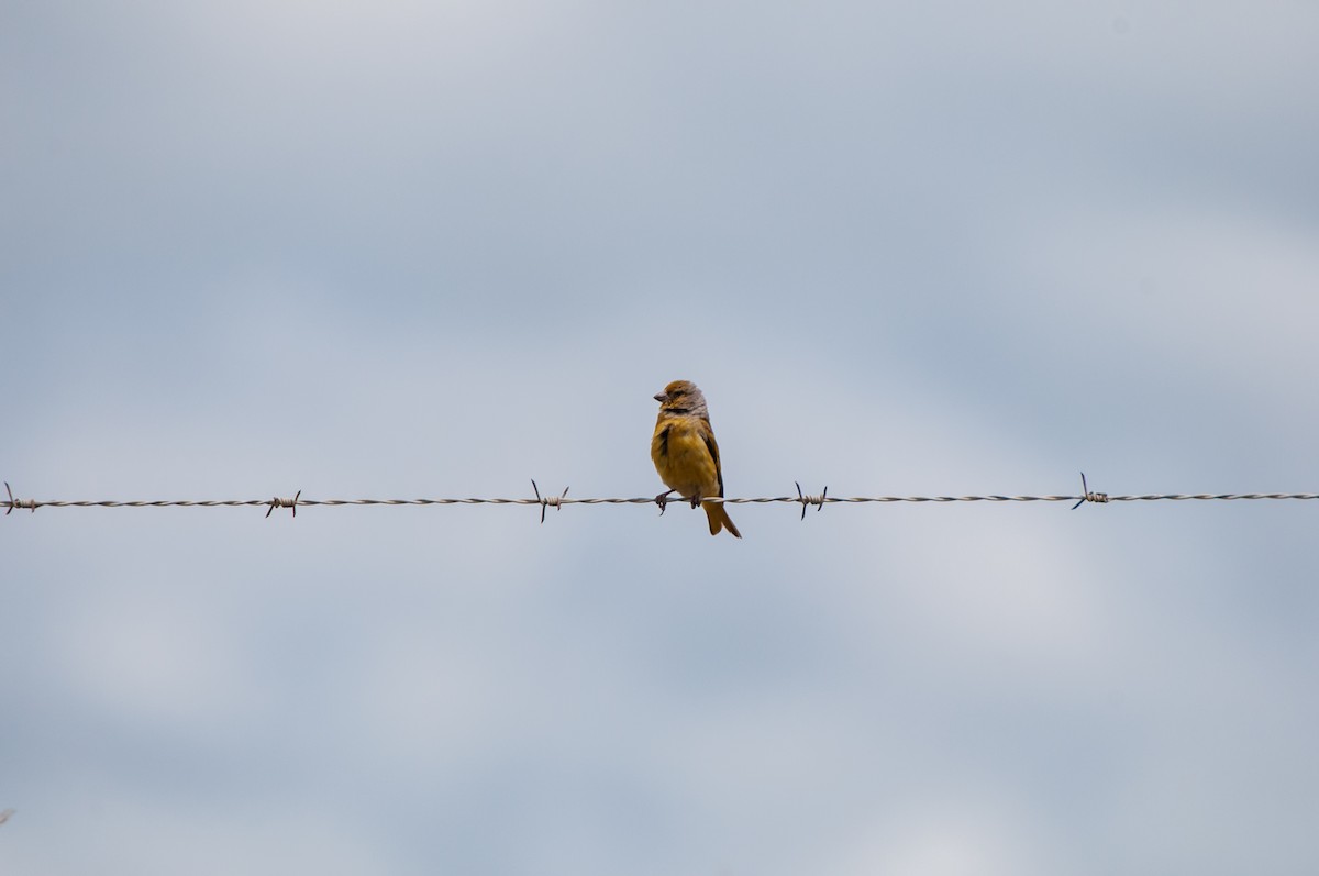 Cape Canary - ML640828525