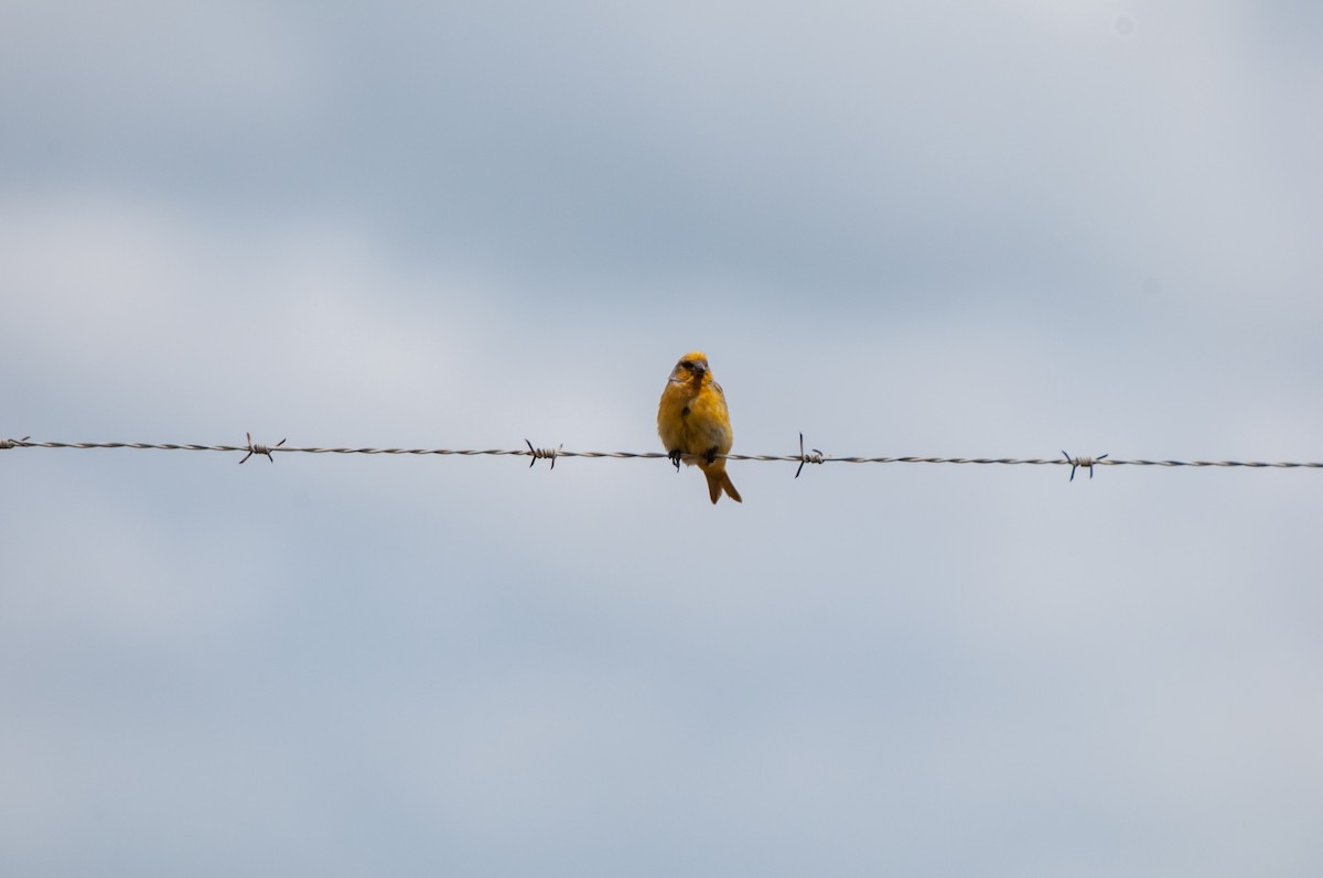 Cape Canary - ML640828526