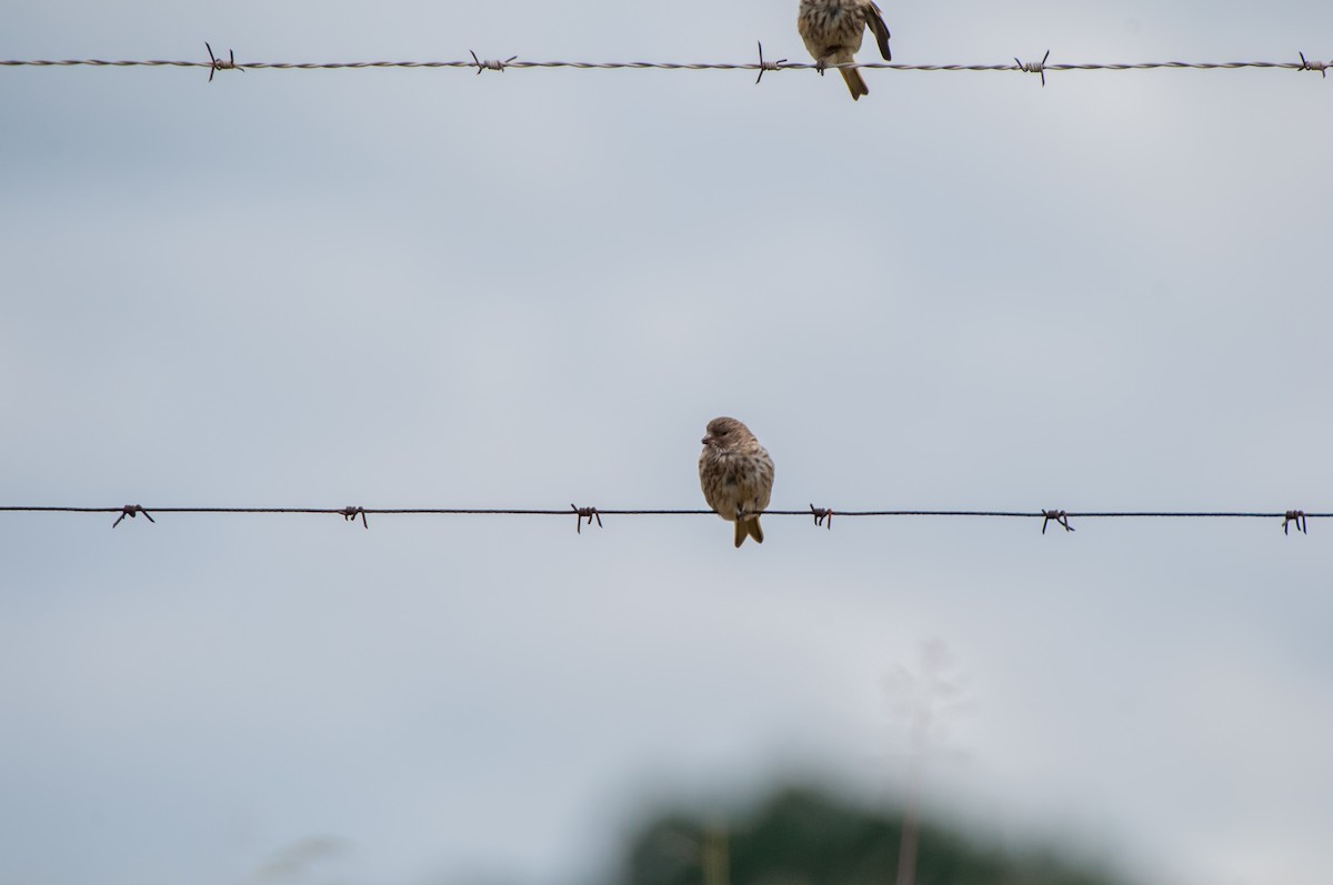 Cape Canary - ML640828527