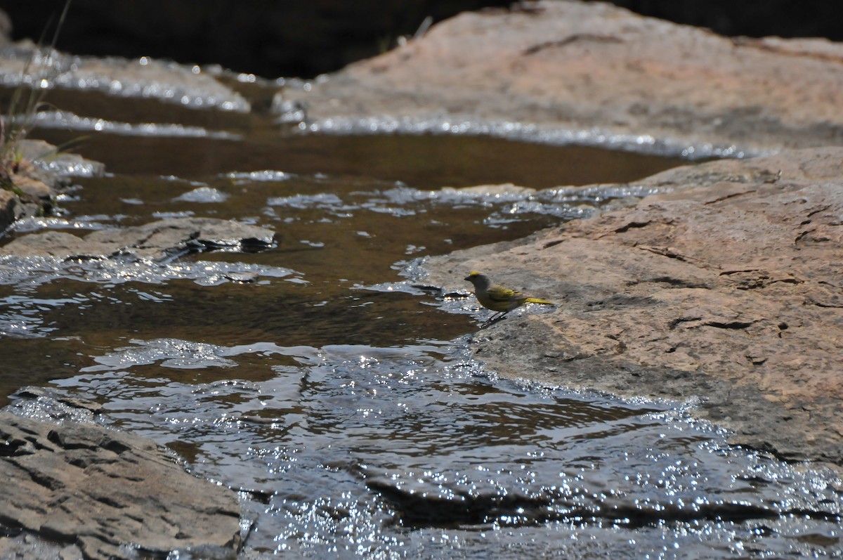 Cape Canary - ML640828528