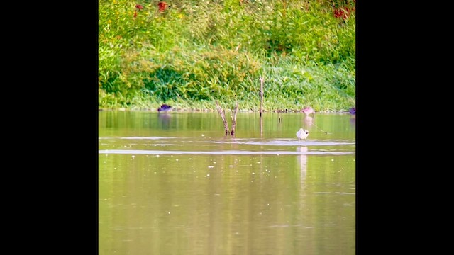 American Avocet - ML640828552