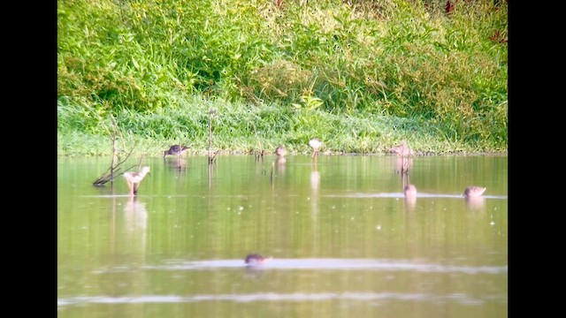 Black-necked Stilt - ML640828650
