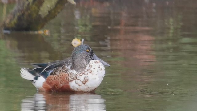 Northern Shoveler - ML640828680