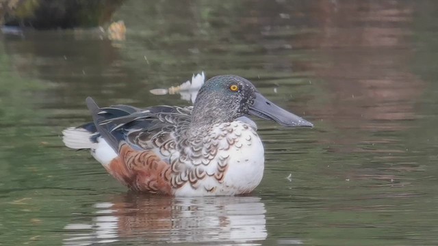 Northern Shoveler - ML640828681