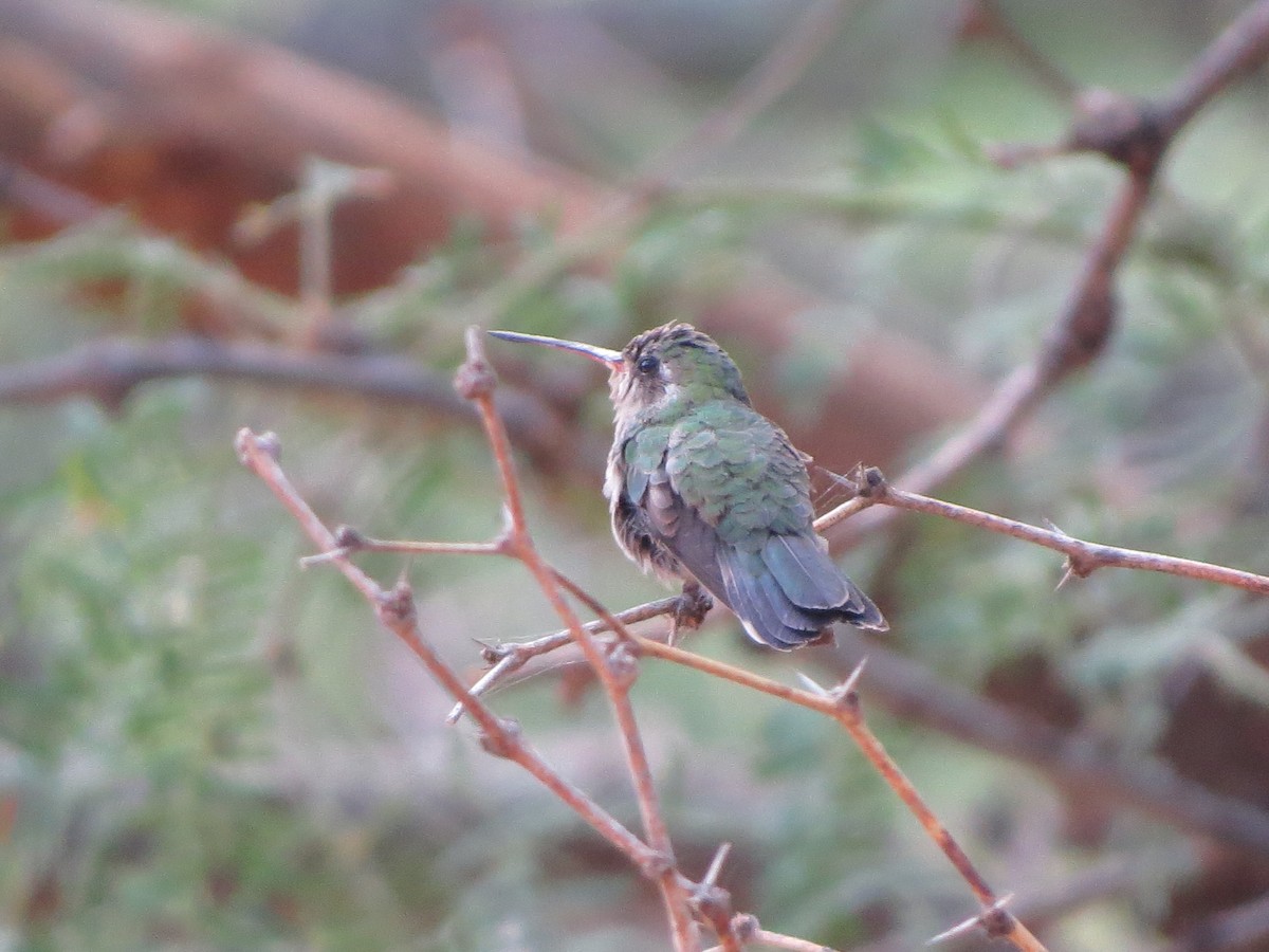 Broad-billed Hummingbird - ML640828698