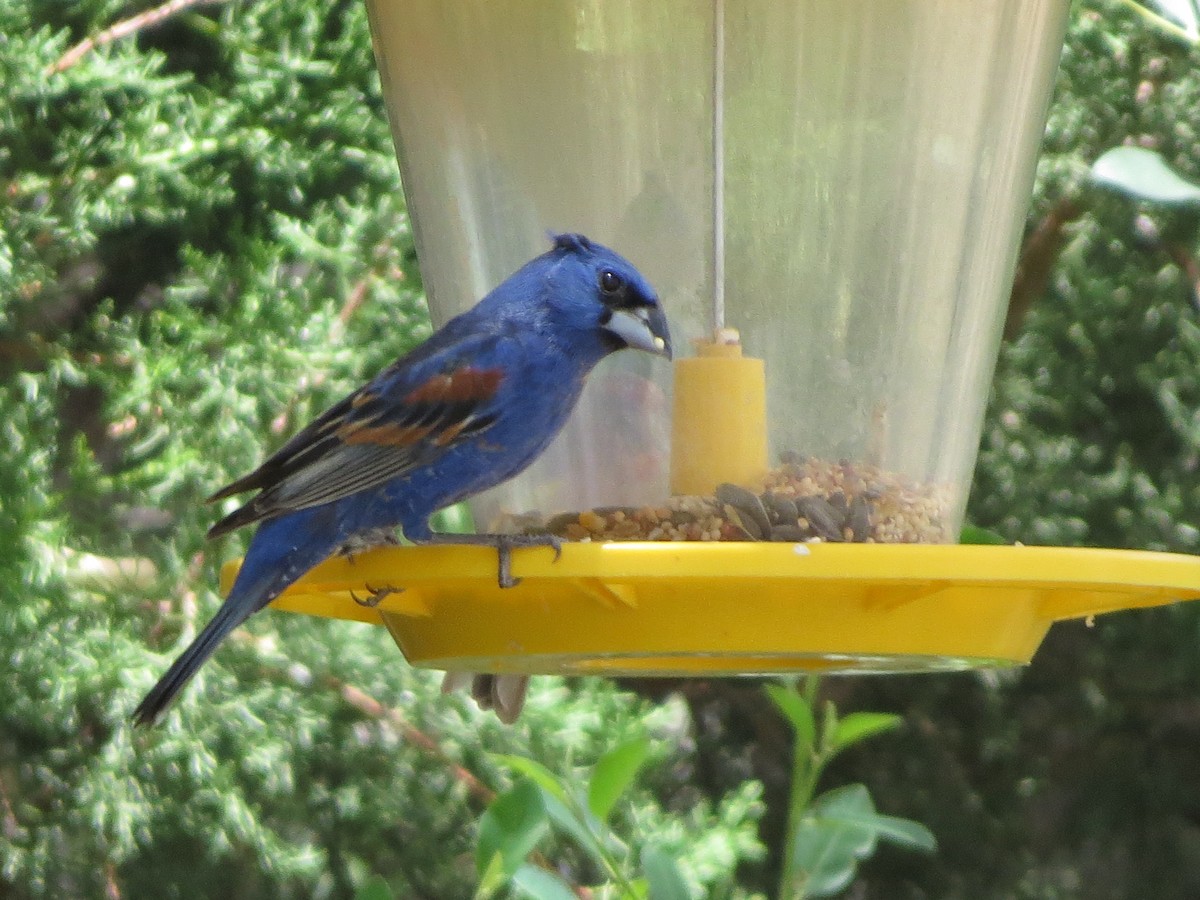 Blue Grosbeak - ML640828703