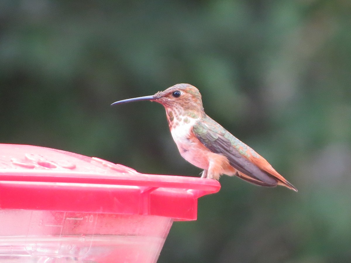 Rufous Hummingbird - ML640828705