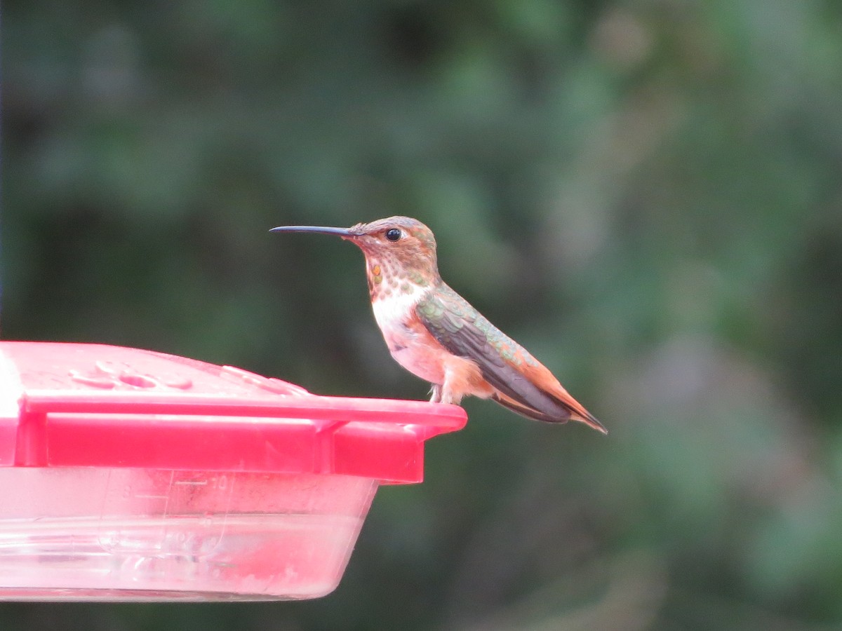 Rufous Hummingbird - ML640828709