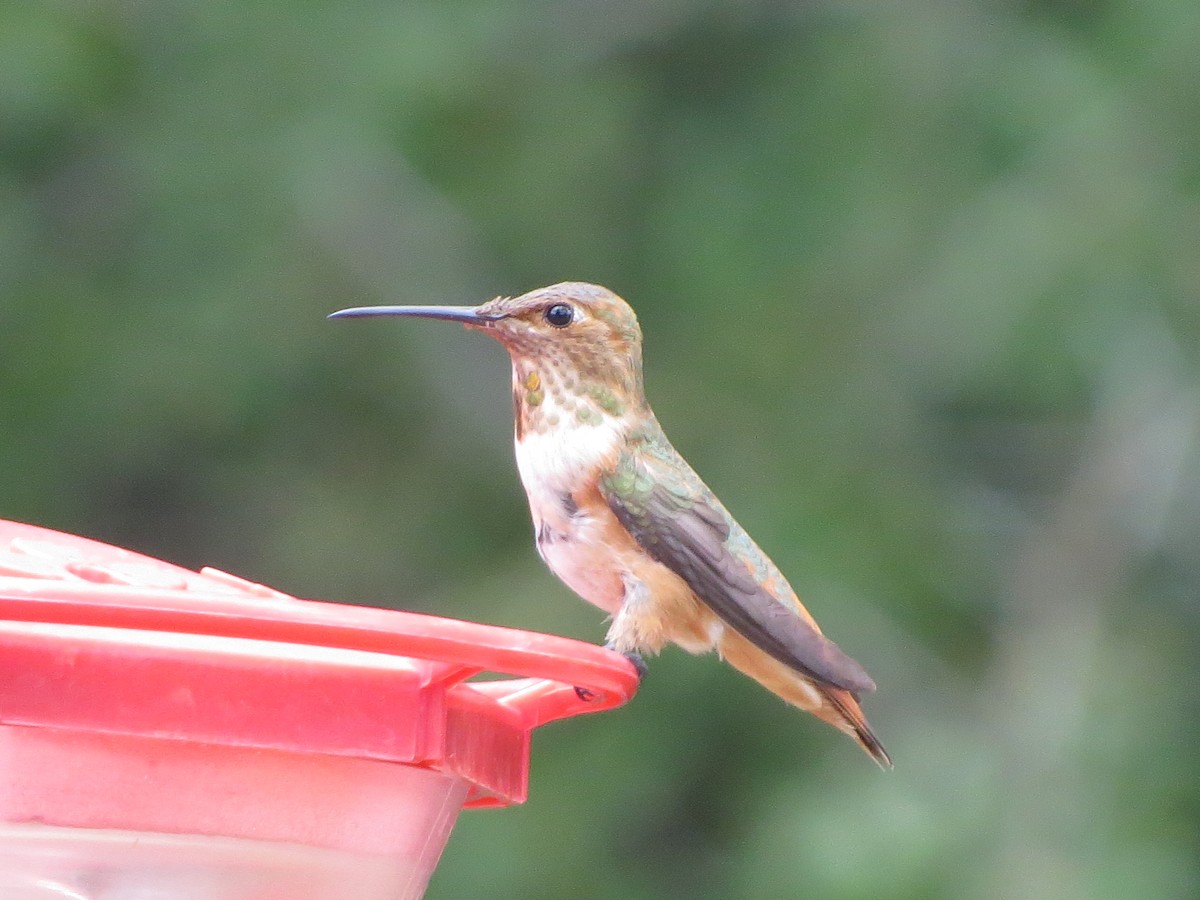 Rufous Hummingbird - ML640828710