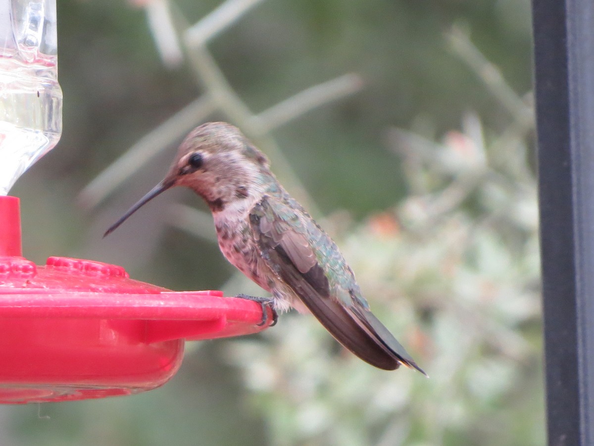 Black-chinned Hummingbird - ML640828718