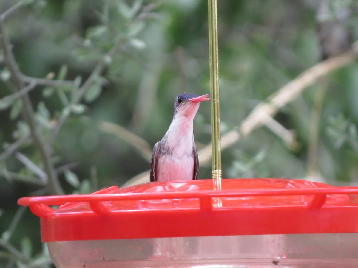Violet-crowned Hummingbird - ML640828722