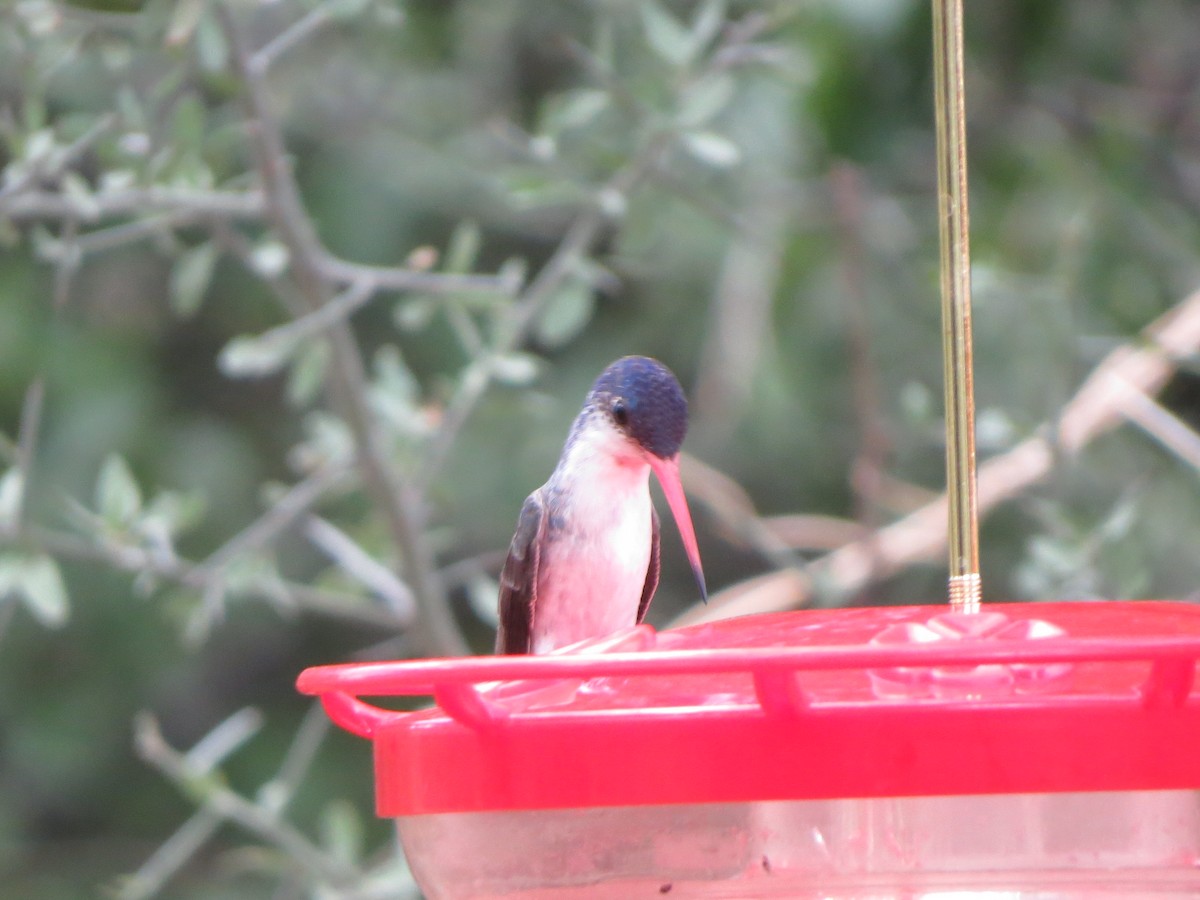 Violet-crowned Hummingbird - ML640828723