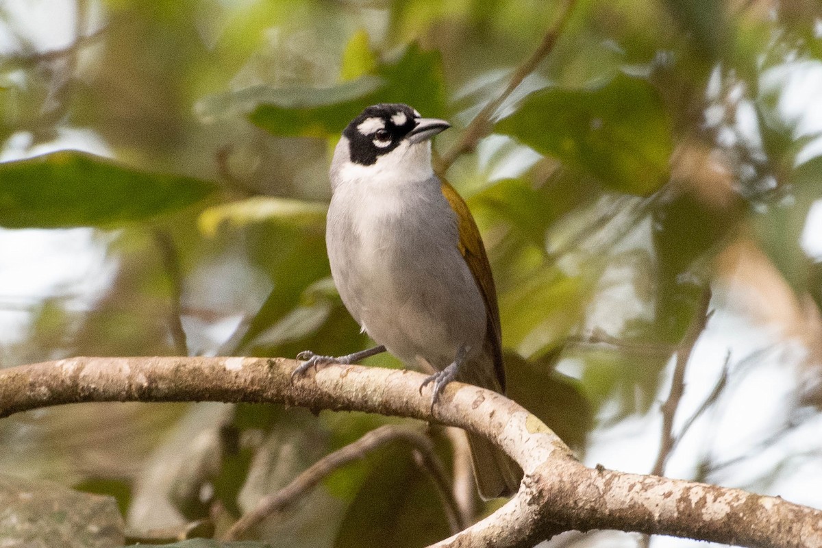 Black-crowned Palm-Tanager - ML640828732