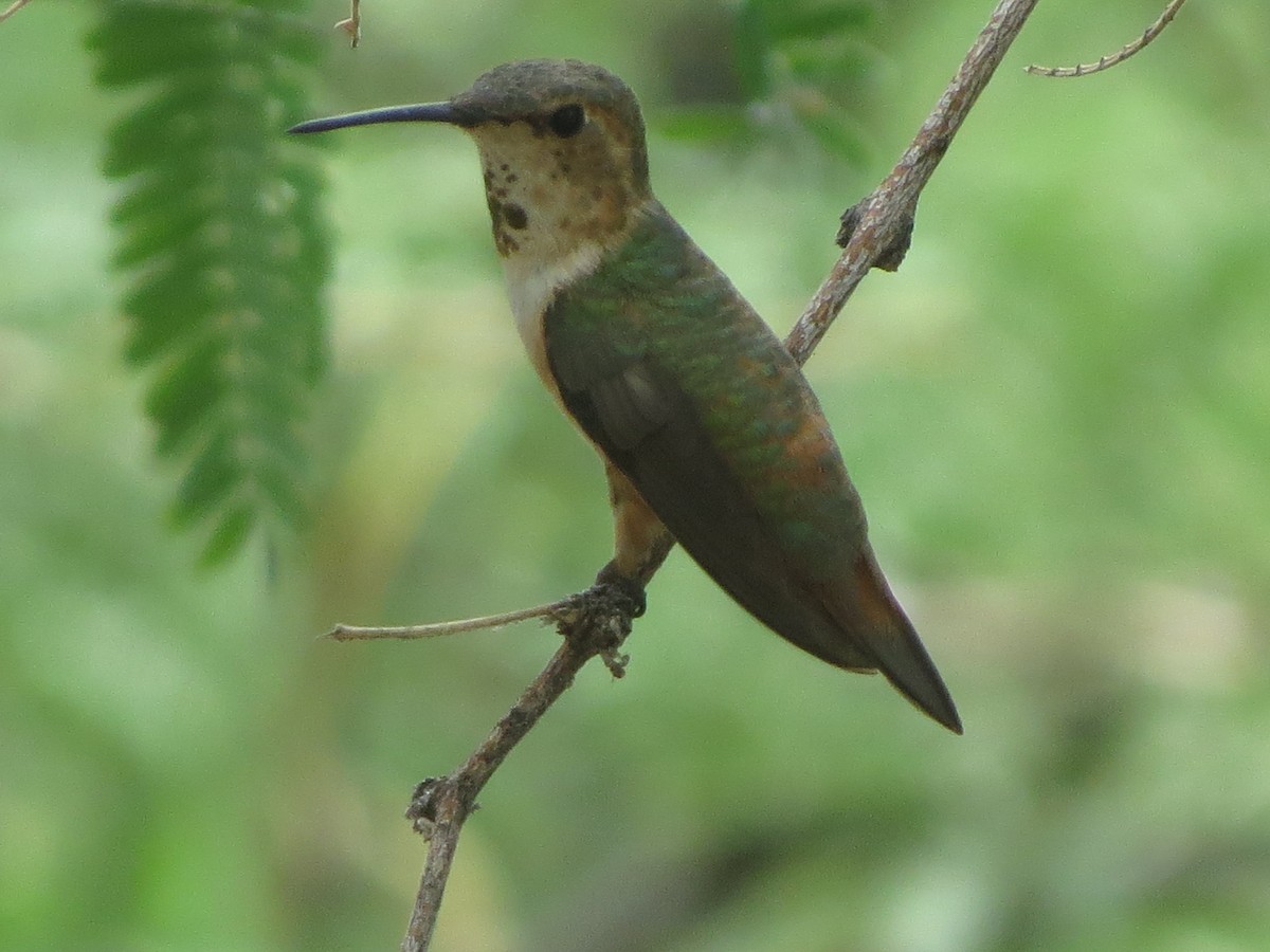 Rufous Hummingbird - ML640828733