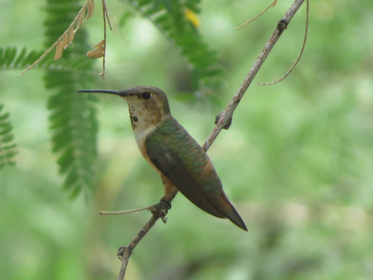 Rufous Hummingbird - ML640828734