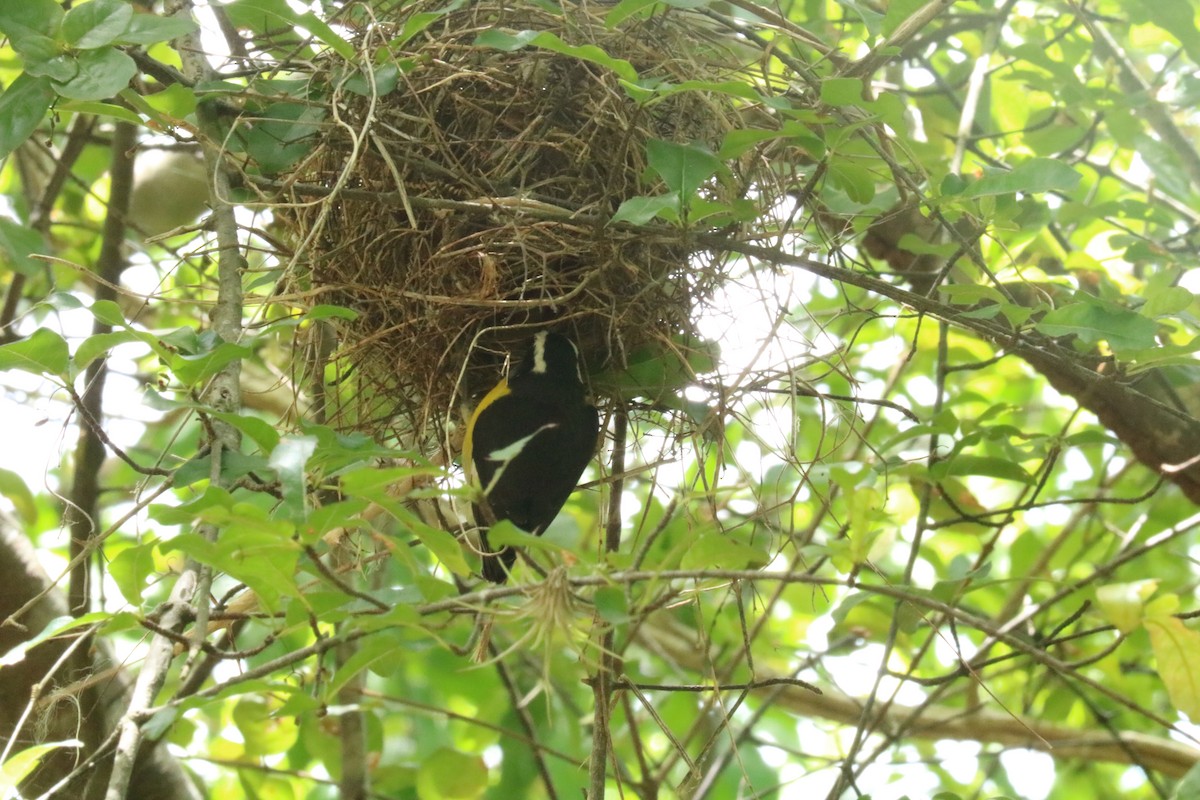 Bananaquit - ML640828739