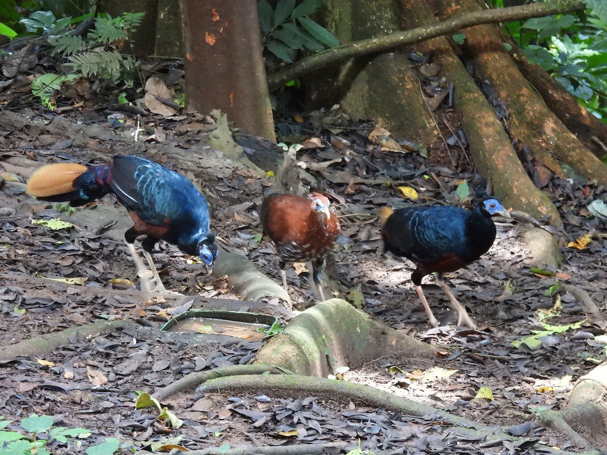 Bornean Crested Fireback - ML640828741