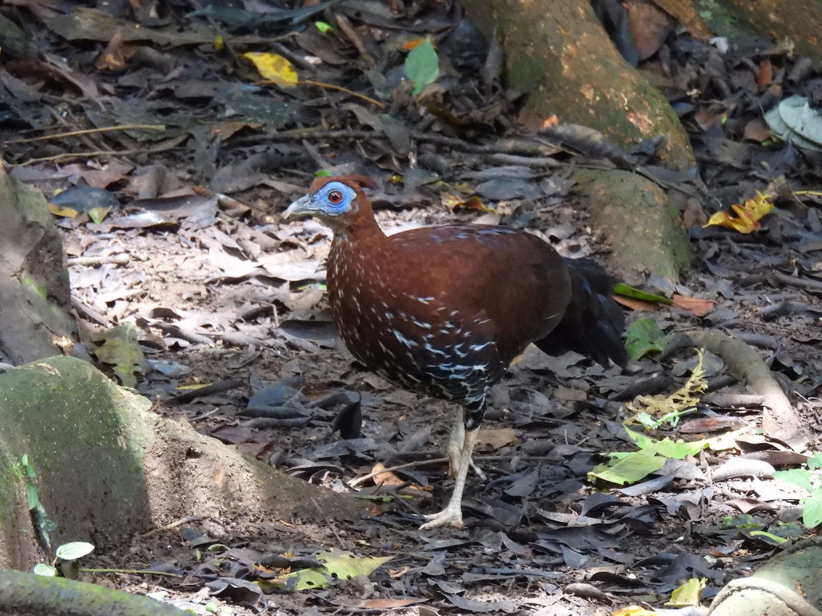 Bornean Crested Fireback - ML640828742