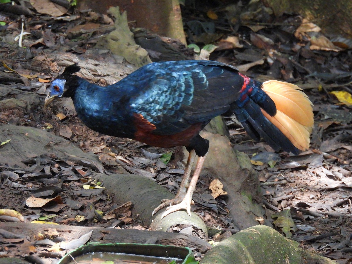 Bornean Crested Fireback - ML640828743