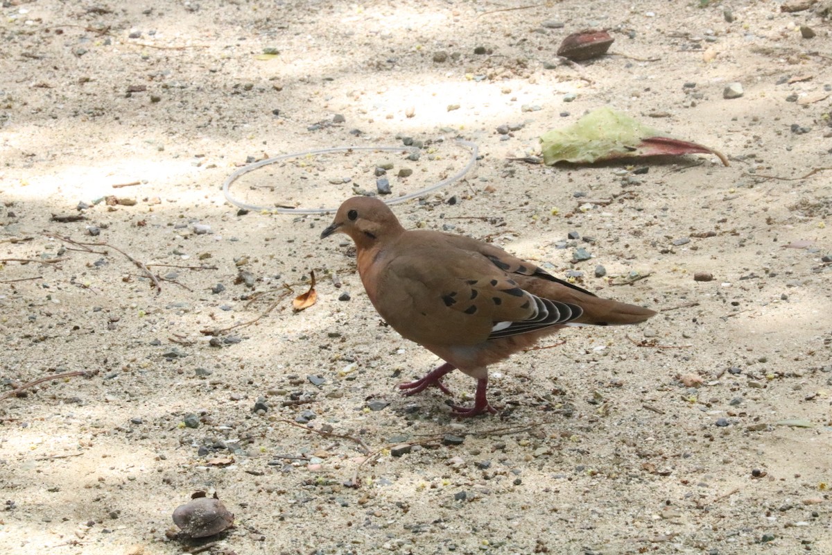 Zenaida Dove - ML640828773