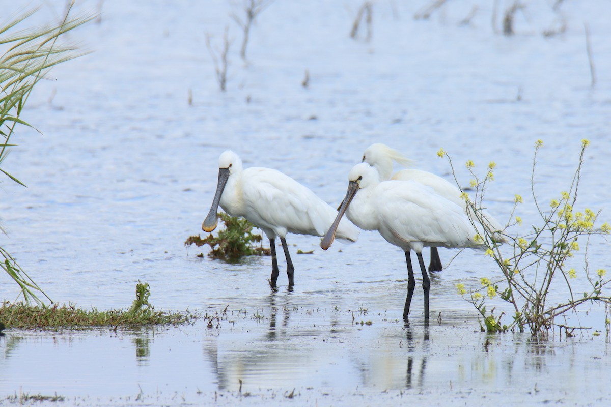 Eurasian Spoonbill - ML640828777