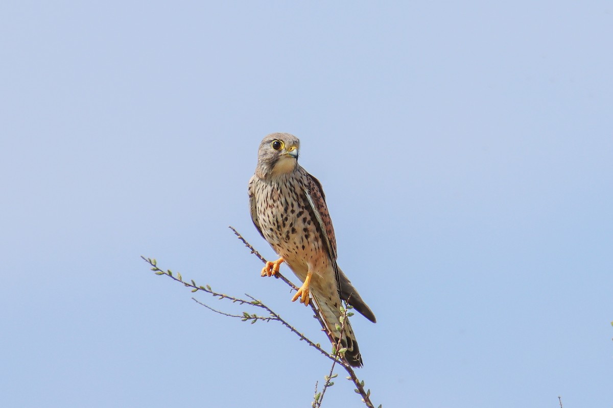 Eurasian Kestrel - ML640828782
