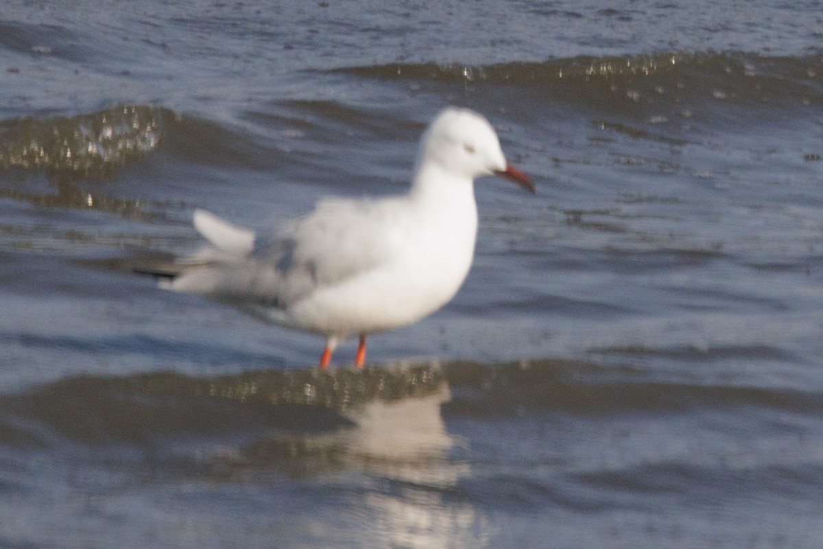 Slender-billed Gull - ML640828841