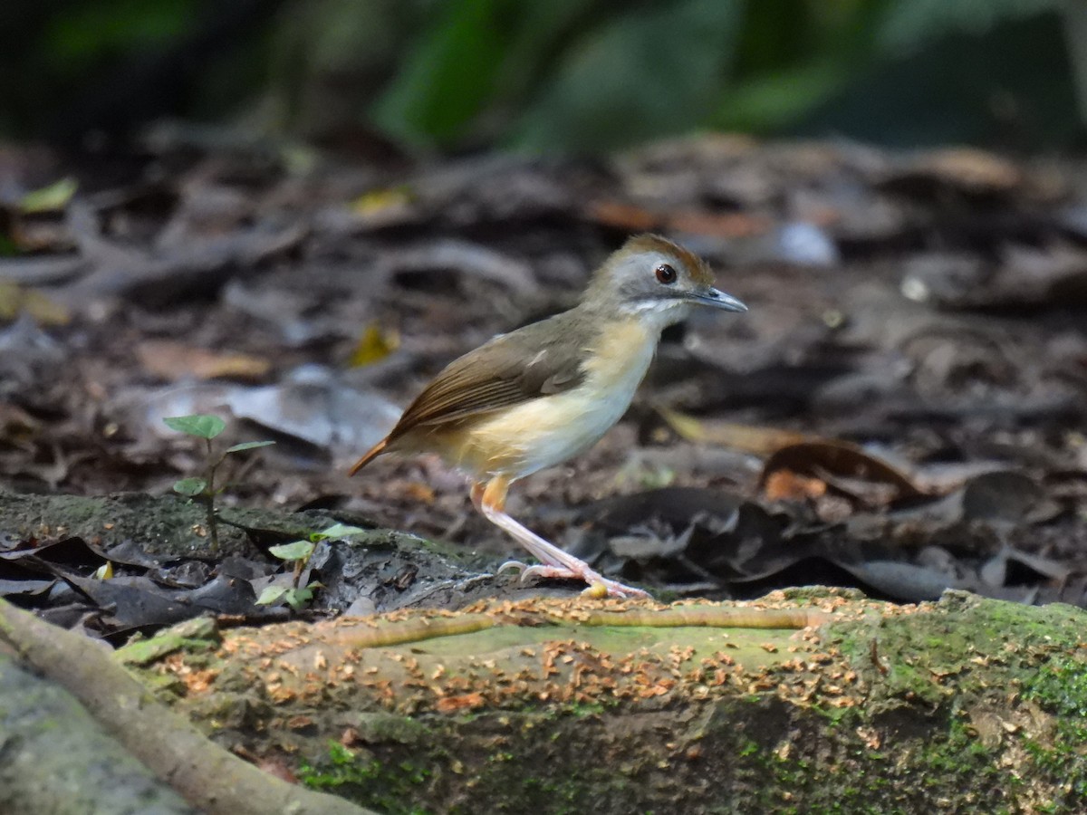 Short-tailed Babbler (Leaflitter) - ML640828893