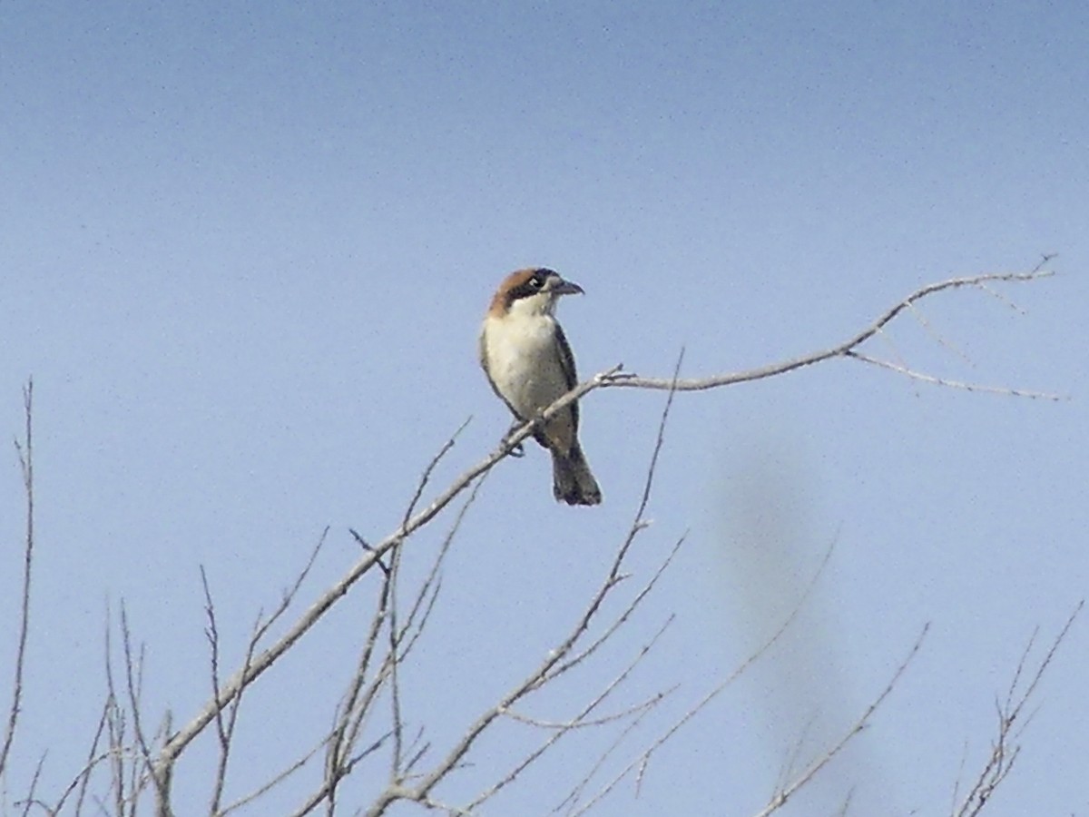 Woodchat Shrike - ML640828915
