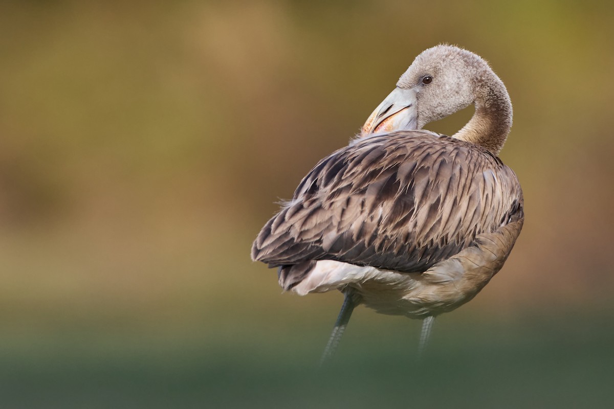 Greater Flamingo - ML640828950