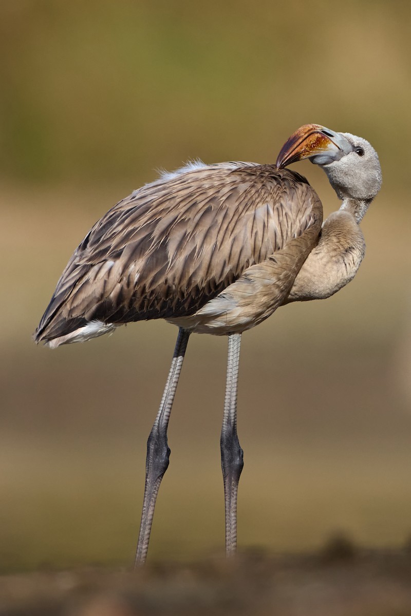 Greater Flamingo - ML640828951