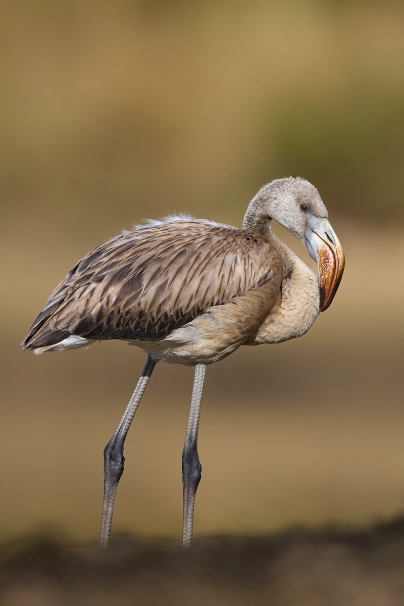Greater Flamingo - ML640828952