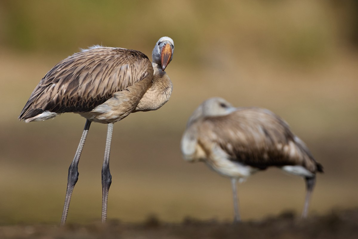 Greater Flamingo - ML640828953
