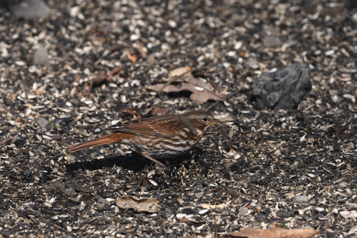 Fox Sparrow (Red) - ML640828966