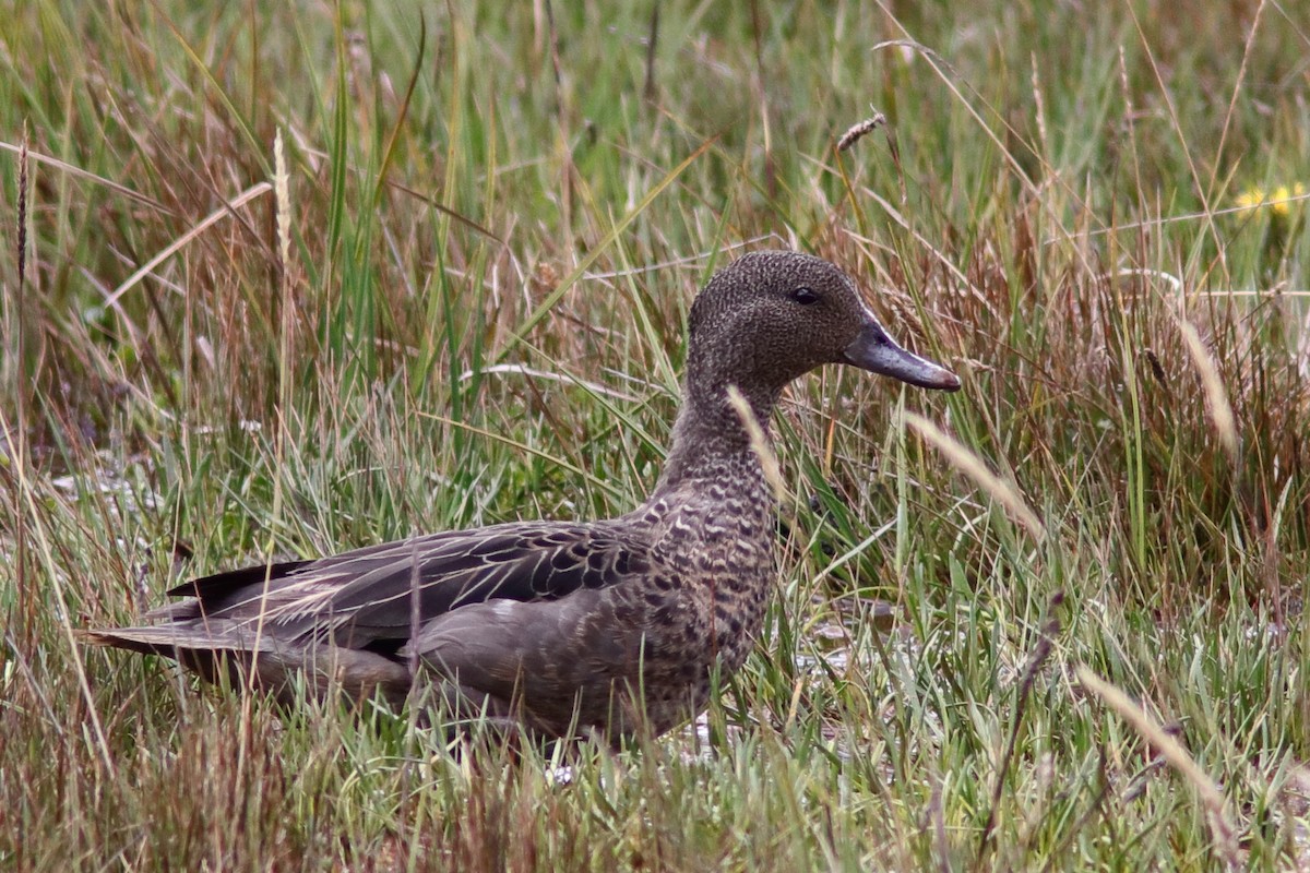 Andean Teal - ML640828979