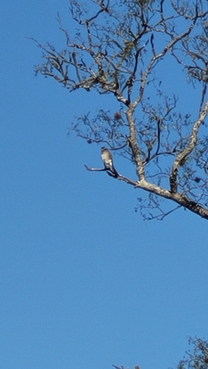 Spot-winged Falconet - ML640829025