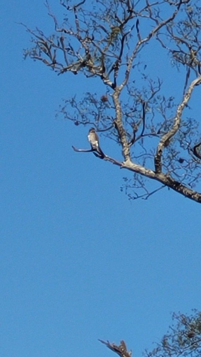 Spot-winged Falconet - ML640829026