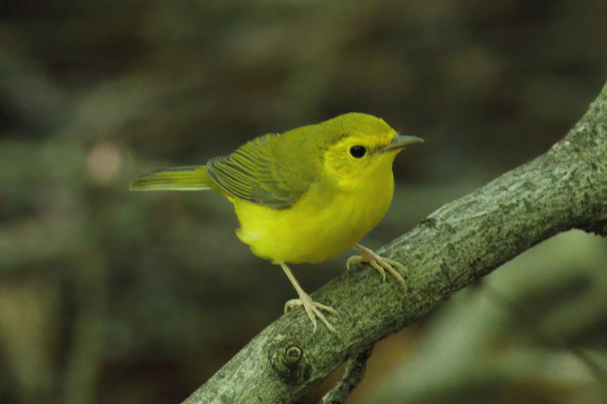 Hooded Warbler - ML640829036
