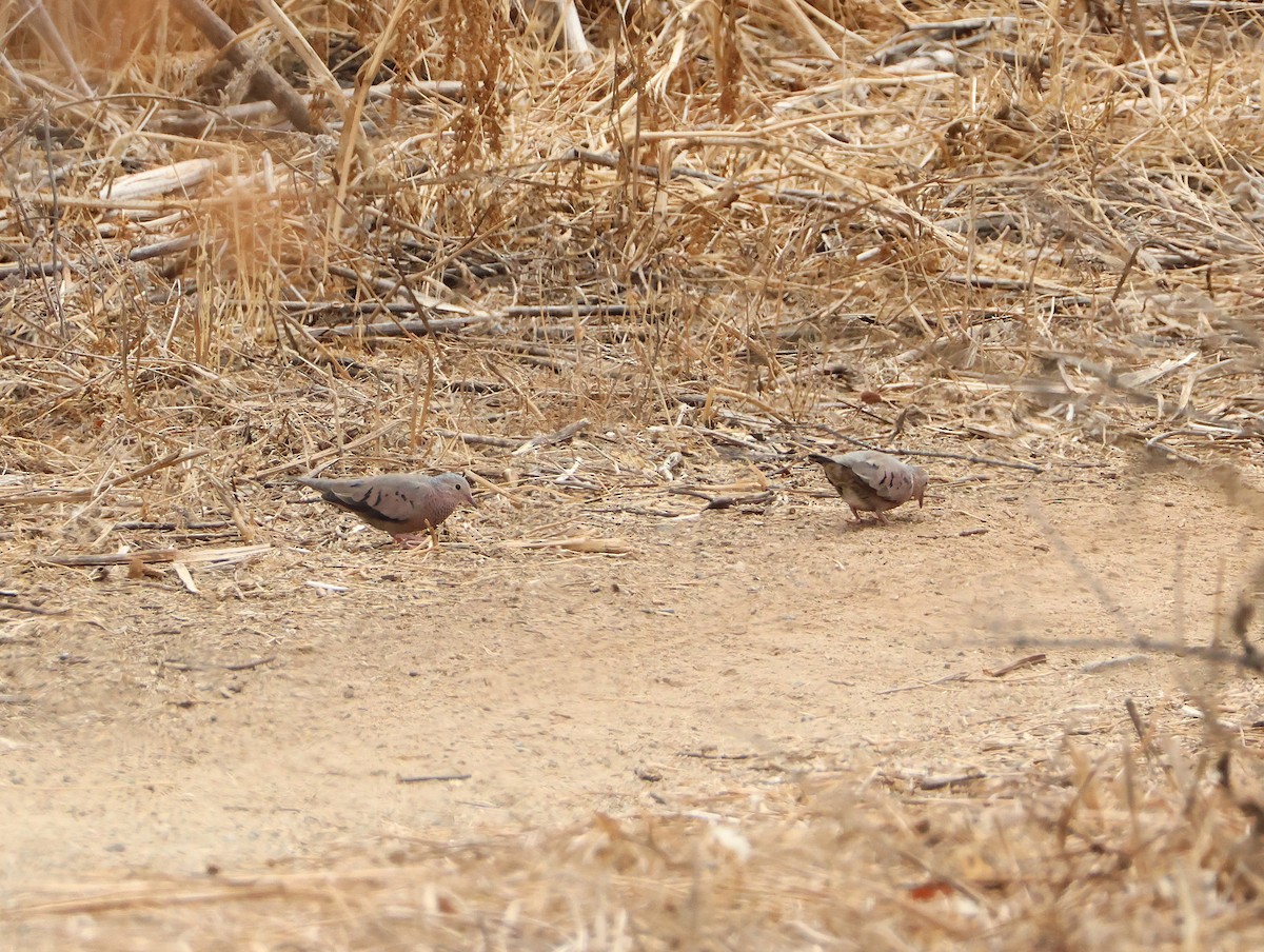 Common Ground Dove - ML640829136