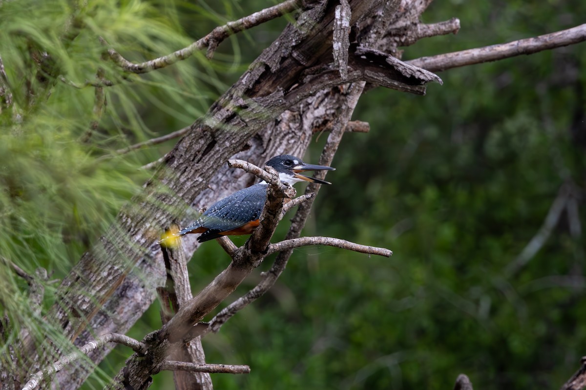 Ringed Kingfisher - ML640829164